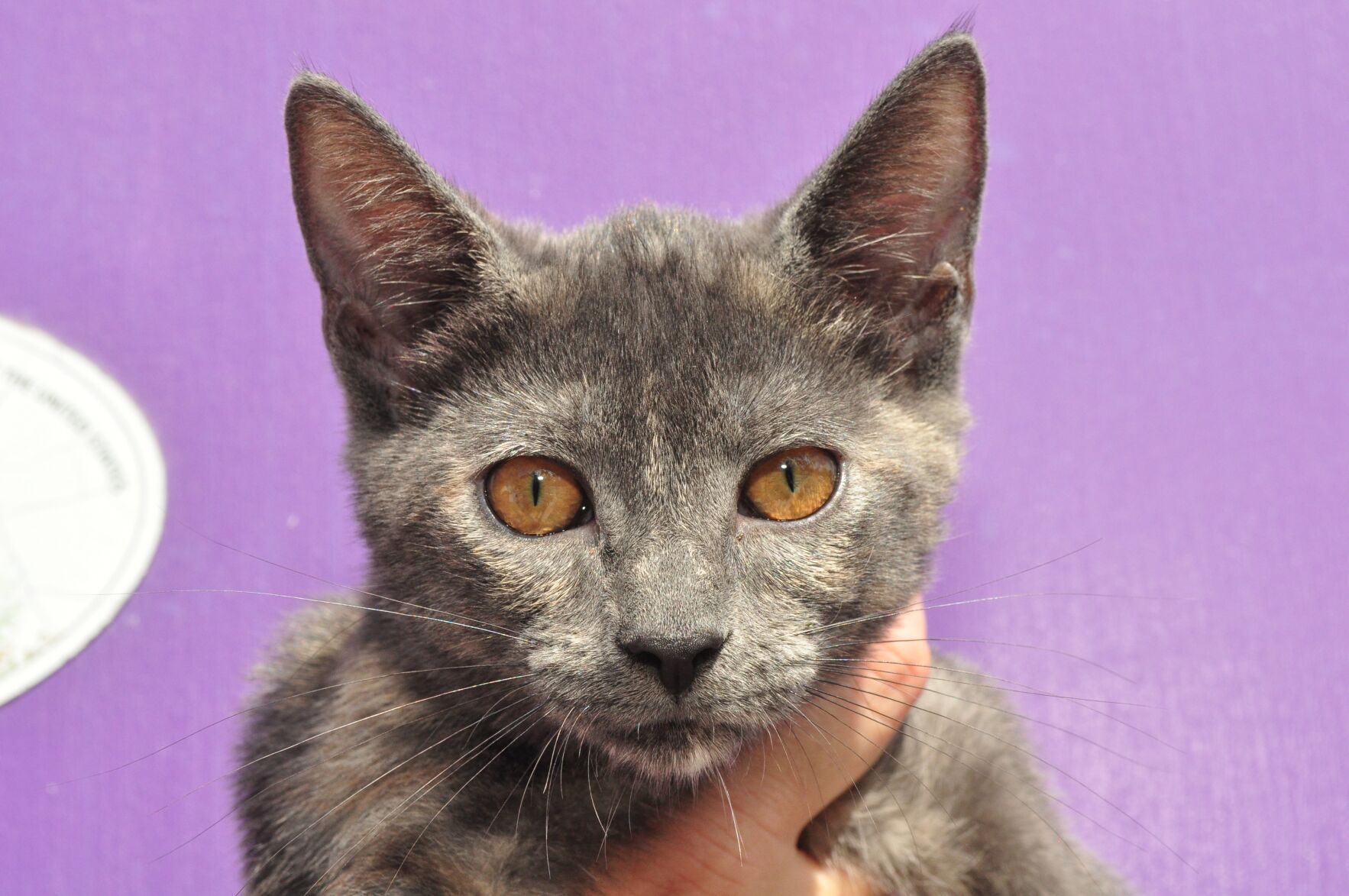 Adopt-a-pet: Oct. 18